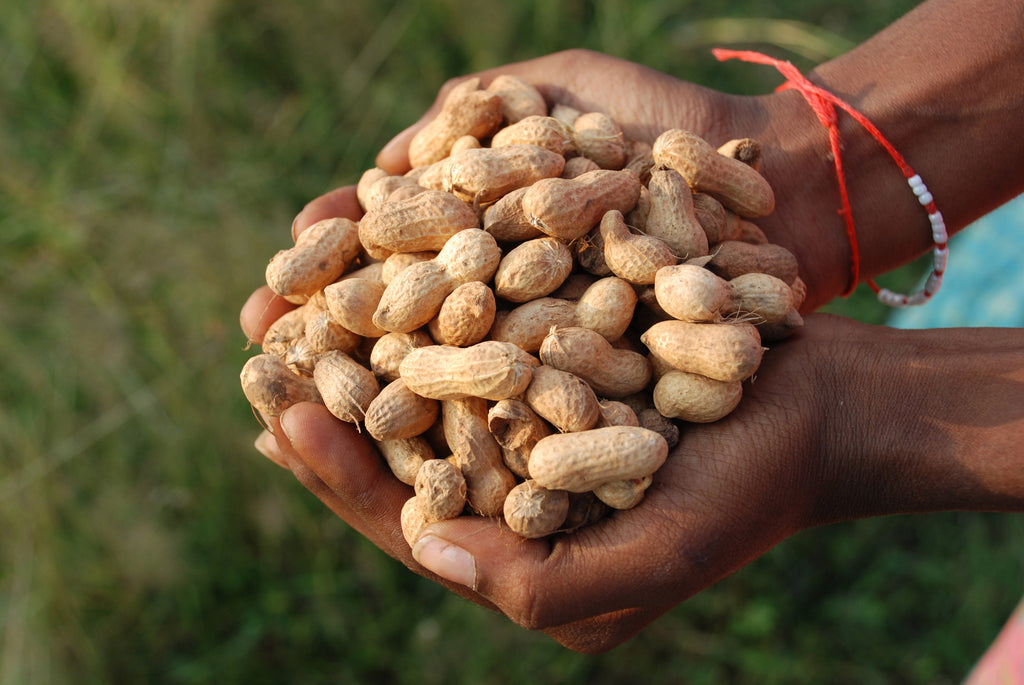 Cold-Pressed Groundnut (Peanut) Oil