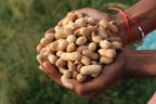 Cold-Pressed Groundnut (Peanut) Oil