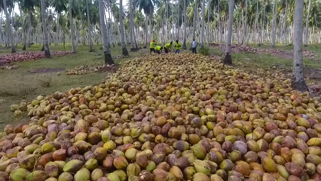 YORA Extra Virgin Coconut oil Extraction Video